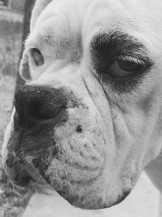 狗，拳击手，动物，狗，动物，拳击手狗，种族，宠物