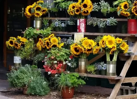 牵牛花农场,牵牛花,农场,玛莎葡萄园,花卉,花架,向日葵,花卉 牵牛花农场,牵牛花,农场,玛莎葡萄园,花卉,花架,向日葵,花卉
