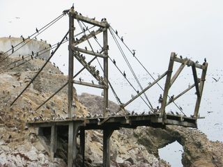 Ballestas Islands，Pisco，秘鲁，Paracas，Pisco，秘鲁，无人，白天，户外