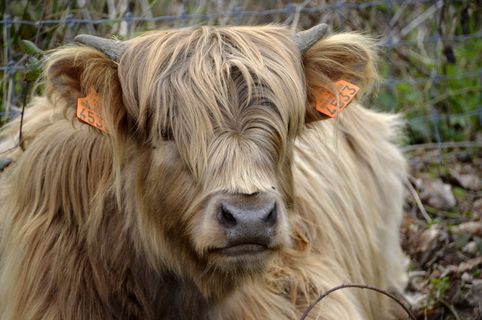 哺乳动物，动物，自然，肖像，可爱，头部，户外，毛皮