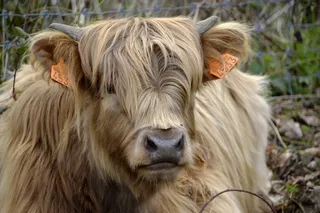 哺乳动物，动物，自然，肖像，可爱，头部，户外，毛皮