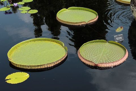 莉莉，莉莉，植物园，丹佛，水，自然，湖泊，漂浮