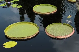 莉莉，莉莉，植物园，丹佛，水，自然，湖泊，漂浮