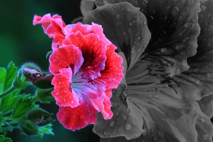 花，花，春天，颜色，单色，蒙太奇，雨滴，自然