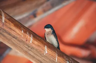 栖息在木头上的黑白鸟