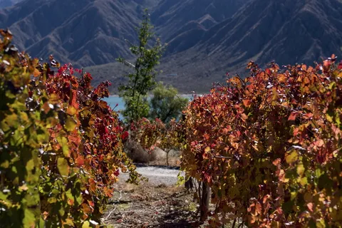 葡萄酒,葡萄藤,葡萄藤,葡萄,葡萄藤,农业,葡萄园,收获 葡萄酒,葡萄藤,葡萄藤,葡萄,葡萄藤,农业,葡萄园,收获