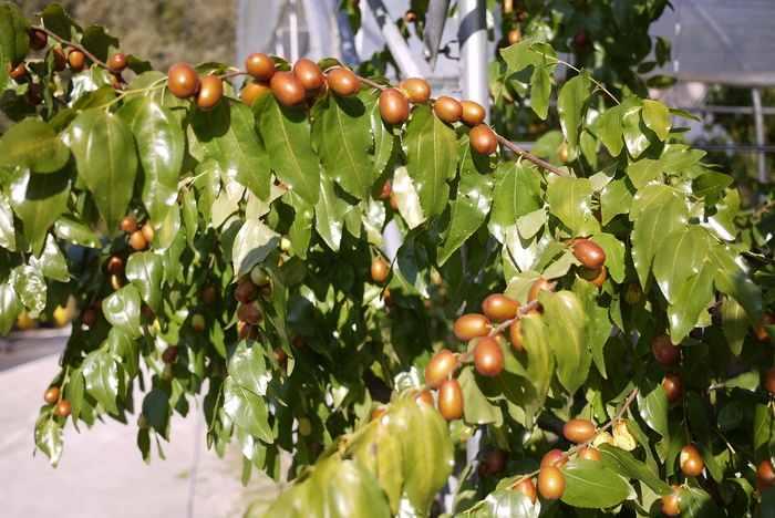枣, 韩国, 水果, 溢价, 农场, 农业, 食品和饮料, 餐饮