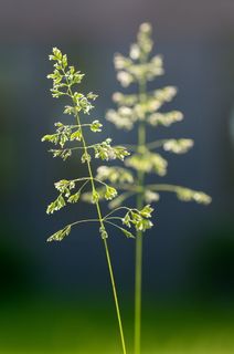 PowerPoint背景,花卉,鼠尾草,颜色,植物,生长,花,开花植物 PowerPoint背景,花卉,鼠尾草,颜色,植物,生长,花,开花植物