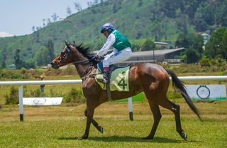 终点线，比赛，马，动物，马术，比赛，运动，卡玛格