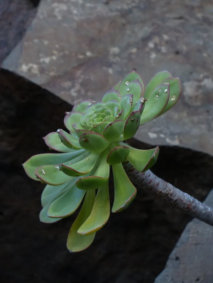 风叶草属，肉质，植物，叶，风叶草属，厚板温室，景天科，小灌木