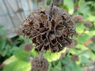 自然，乡村，花园，植物，花园，植物，无籽，没有人，关注前景