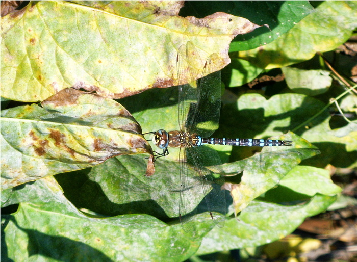 蜻蜓、睡莲、绿色、玫瑰湖、植物部分、无脊椎动物、昆虫、野生动物