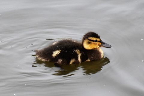 特写，照片，黑色，棕色，小鸭，黑色，白色，黄色
