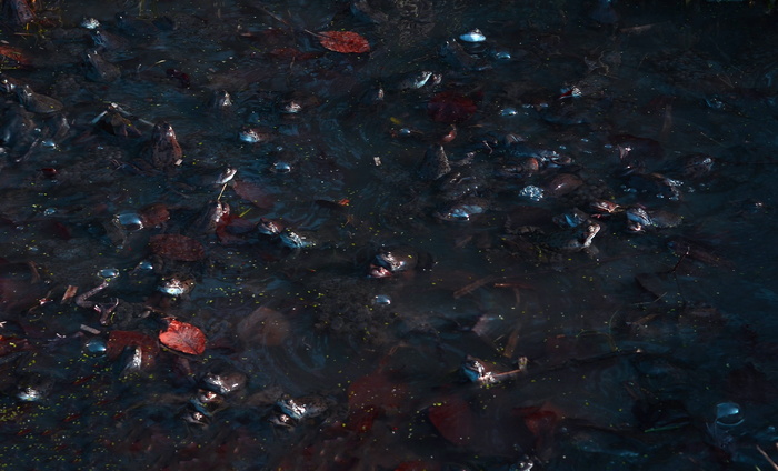 鱼、动物、鲤鱼、池塘、泥潭、沼泽、青蛙、水生动物