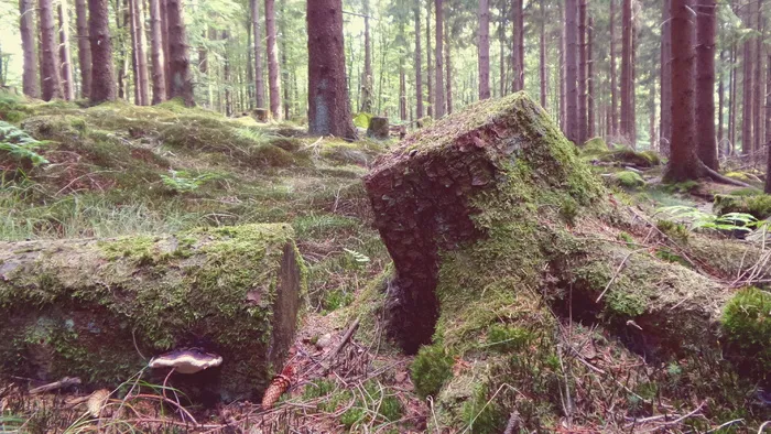 森林，边缘，浅色，绿色，森林，森林边缘，浅色，绿色，树木支架，苔藓