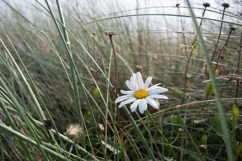 西尔特，德国，花，草地，玛格丽特，植物，开花植物，生长