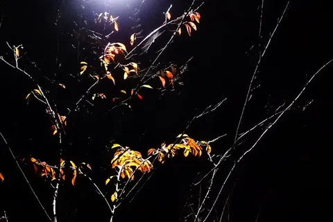 树枝,黑暗,夜晚,蜘蛛网,黑色背景,没有人,自然,美丽的自然 树枝,黑暗,夜晚,蜘蛛网,黑色背景,没有人,自然,美丽的自然