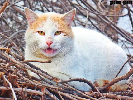 狡猾的猫,概述,牙齿felan,家畜,动物主题,家畜,动物,一种动物 狡猾的猫,概述,牙齿felan,家畜,动物主题,家畜,动物,一种动物