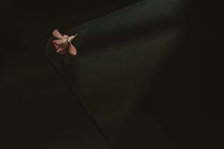 黑色，花朵，花朵，灰色，花瓣，粉色，桌子，一个人