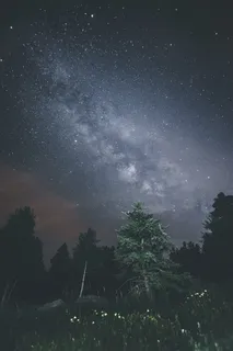 松树照片 松树照片