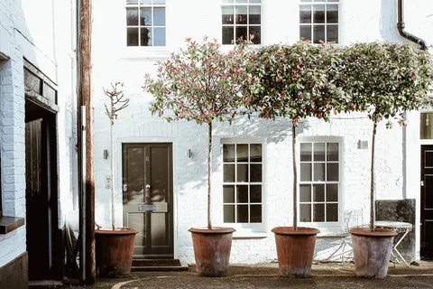 四、树、盆、美、美、艺、植、园 四、树、盆、美、美、艺、植、园