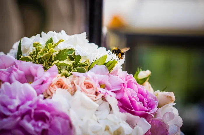 罗马尼亚，布加勒斯特，herăstrău湖，红色，特写，宏观，扩展，自然