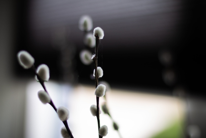 植物，颜色，绿色，白色，水滴，花，花，芽