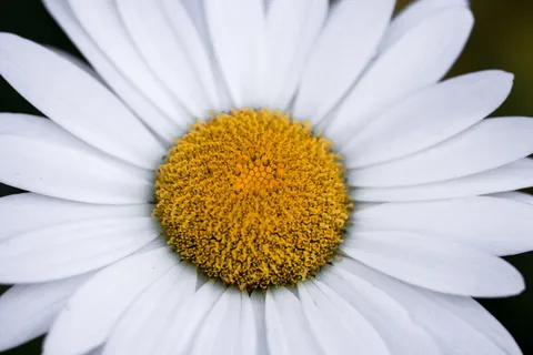 白色雏菊花,盛开,盛开,花,白色,白色花瓣,白色和黄色,雌蕊 白色雏菊花,盛开,盛开,花,白色,白色花瓣,白色和黄色,雌蕊