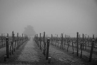 新西兰，克伦威尔，Wooong tree葡萄园有限公司，雾，Wooong tree，葡萄藤，葡萄园，冬季