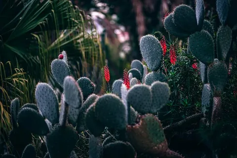 模糊,植物,仙人掌科,仙人掌,特写,焦点,花园,成长 模糊,植物,仙人掌科,仙人掌,特写,焦点,花园,成长
