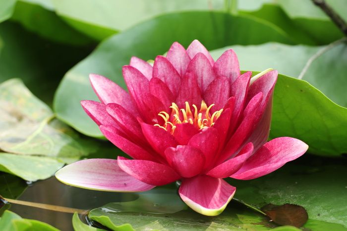 睡莲垫，花，池塘，水，花，自然，绿色，植物