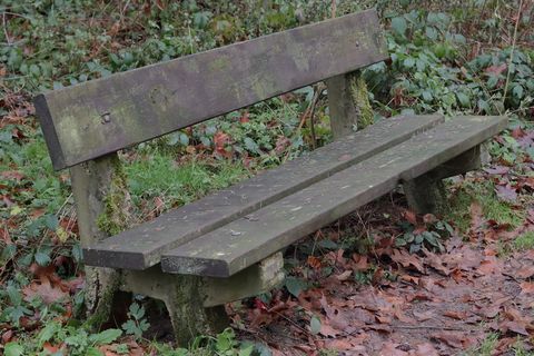 长凳，森林，阿登，座位，植物部分，叶子，废弃，白天