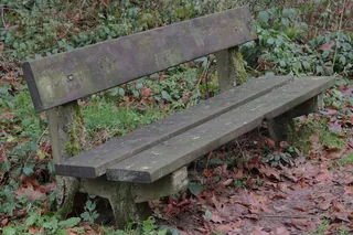 长凳，森林，阿登，座位，植物部分，叶子，废弃，白天