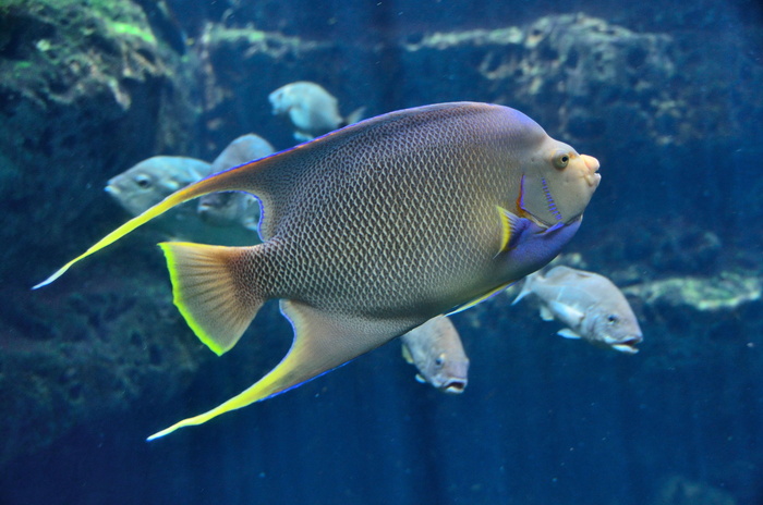 灰色、绿色、外科医生鱼、热带鱼、水族馆、盐水、水下