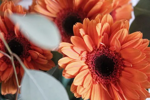 开花植物,花,脆弱,自然之美,脆弱,花瓣,新鲜,植物 开花植物,花,脆弱,自然之美,脆弱,花瓣,新鲜,植物