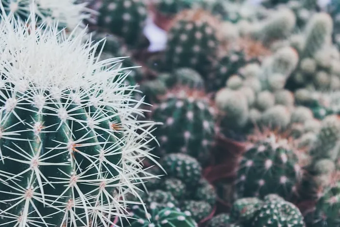 采购产品植物，仙人掌，水果，食物，无花果，被子，衣服，衣服