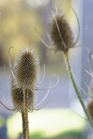 植物，多年生植物，蓝铃草，巴那提棘突线虫，överblommad，蓝色，花，生长