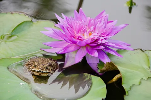 睡莲,紫色,开花,开花,开花,池塘,水生植物,花 睡莲,紫色,开花,开花,开花,池塘,水生植物,花