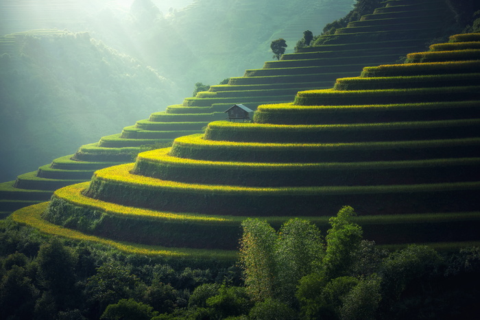 稻田美景