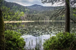 湖边森林，阿伯湖，巴伐利亚州，山湖，旅游业，和平，德国，树木