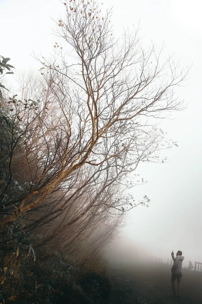 自然、天气、人、人、户外、雾、雾、植物