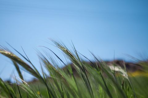 希腊, alimos, 帕尼山, 微距摄影, 花, 植物, 春天, 自然之美