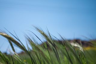 希腊, alimos, 帕尼山, 微距摄影, 花, 植物, 春天, 自然之美