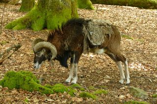 山羊，公羊，绵羊，哺乳动物，动物群，自然，雄性，弯曲