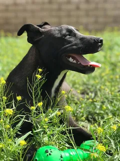 动物，草，哺乳动物，田野，狗，自然，可爱，家养