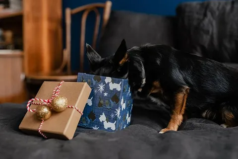送给可爱小狗的圣诞礼物