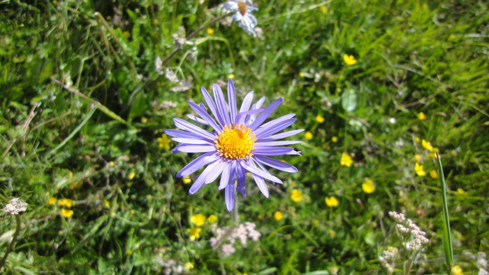 蓝紫菀、红原、瓦切乡、菊花、花卉、开花植物、植物、新鲜度