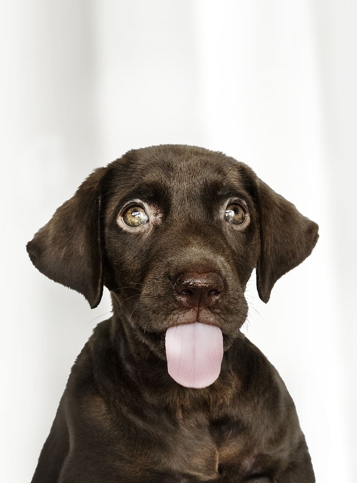 棕色拉布拉多猎犬小狗特写照片