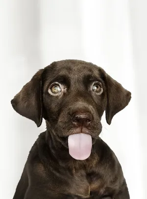 棕色拉布拉多猎犬小狗特写照片