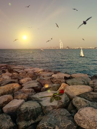 迪拜，阿拉伯联合酋长国，美丽的阿拉伯塔，鸟，船，岩石，玫瑰